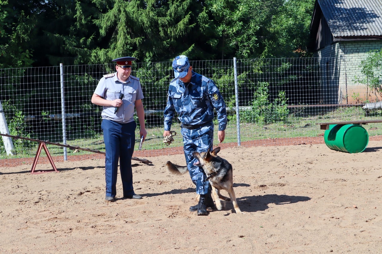 Вузы на кинолога. Кинологический университет. Кинологический спорт. Кинологическая площадка. Вузы кинолог Москва.